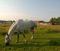 Blick auf die Koppeln